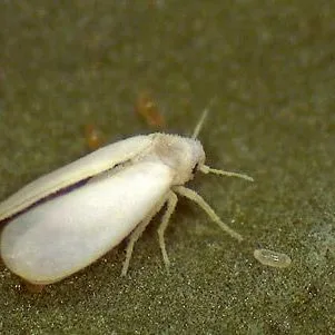 thumbnail for publication: Solanum Whitefly, Pepper Whitefly (Suggested Common Names) Aleurotrachelus trachoides Back (Insecta: Hemiptera: Aleyrodidae: Aleyrodinae)